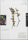 Foto von Salix fragilis L.
